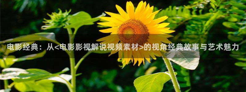 西瓜网站在线观看免费高清电视剧